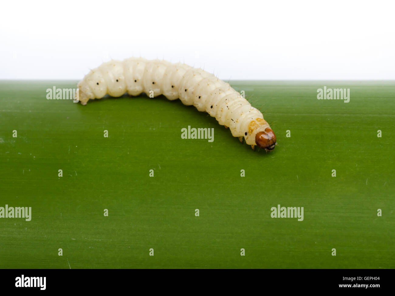 Bamboo worm ,Chrysalis or bamboo insect on white background Stock Photo
