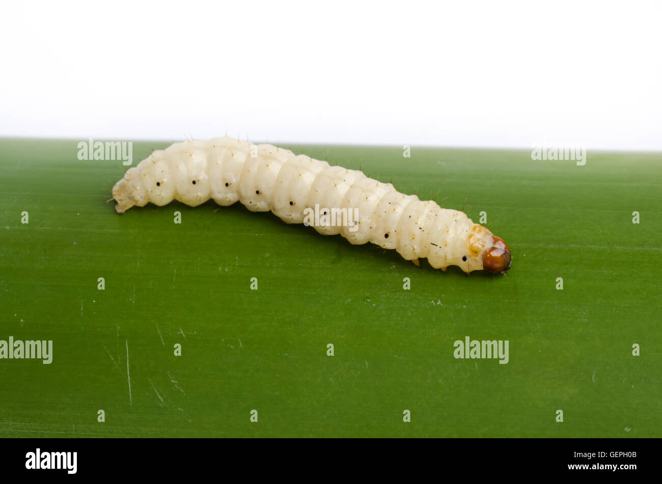Bamboo worm ,Chrysalis or bamboo insect on white background Stock Photo