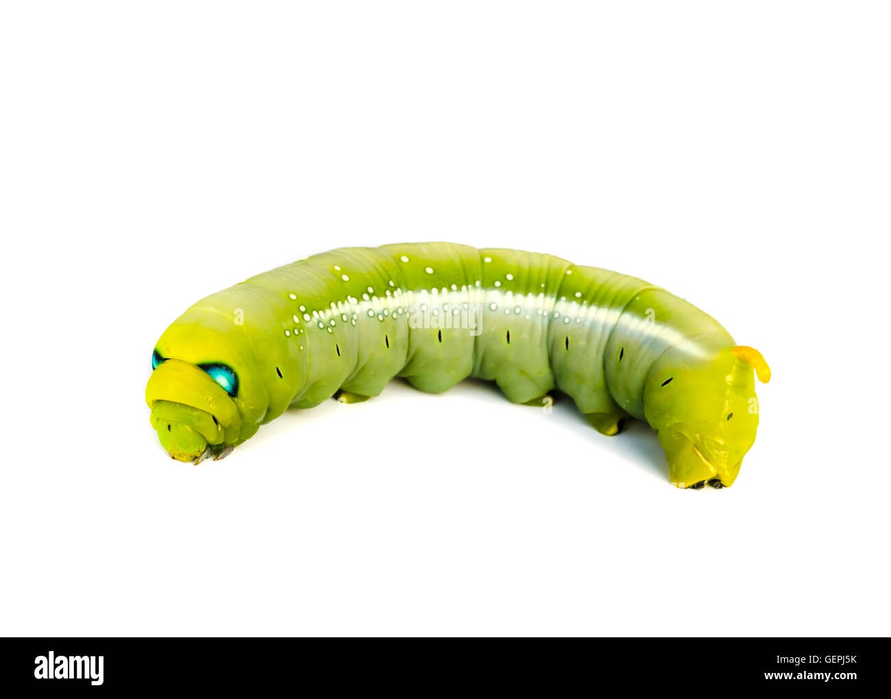 Worm the caterpillars isolated on white background Stock Photo - Alamy