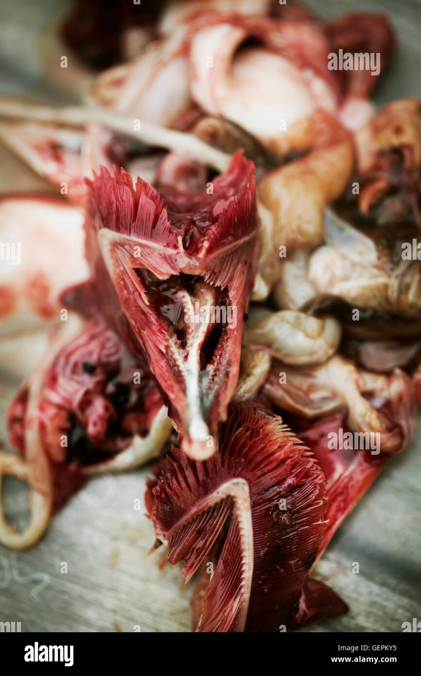 Close up of fish innards and guts. Stock Photo