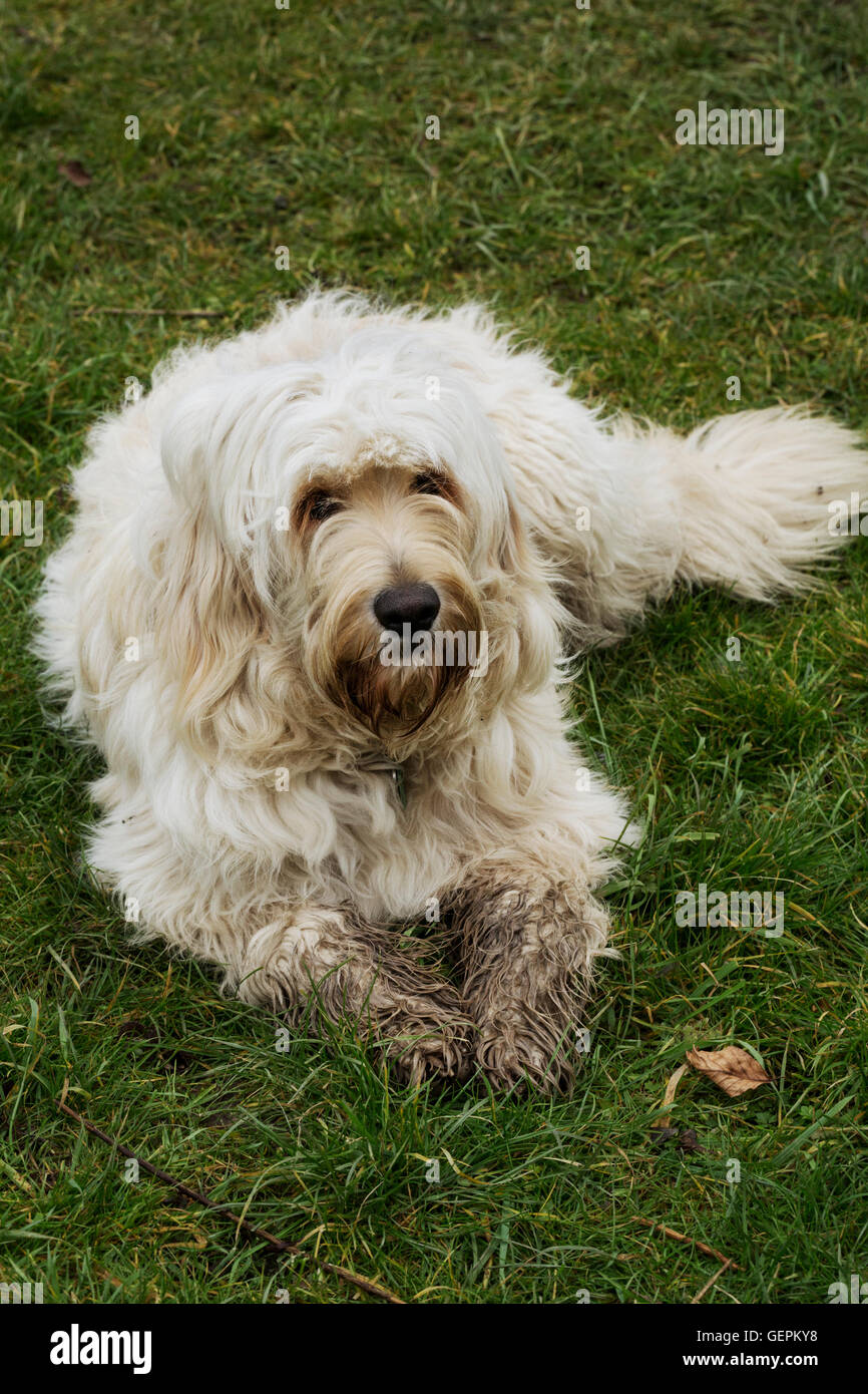 White dog with muddy paws lying on a lawn Stock Photo Alamy
