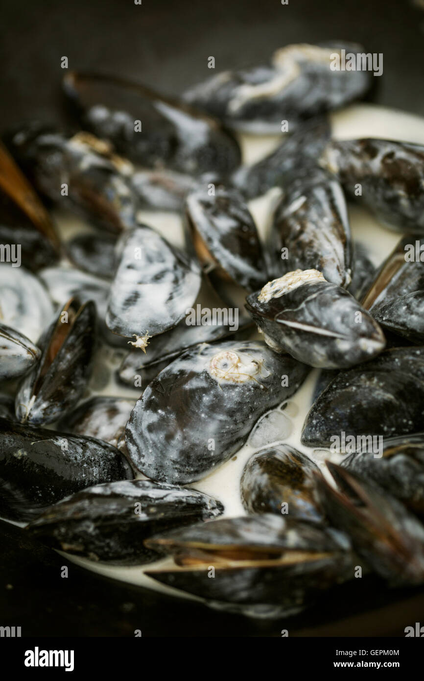 Close up of steamed Black Mussels with a cream sauce. Stock Photo