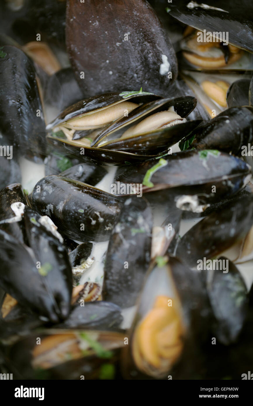 Close up of a pan of steamed Black Mussels. Stock Photo