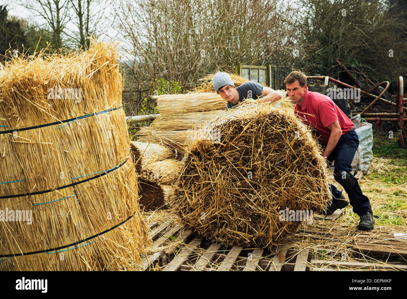 Two thatchers moving bundles of straw for thatching a roof Stock Photo