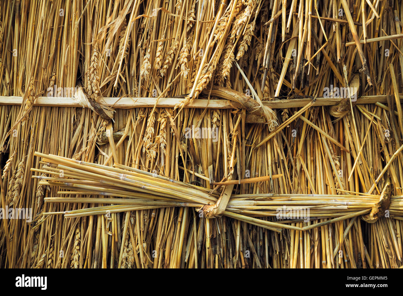 Close up of straw laid on a roof, and pegged into place with wood pegs ...