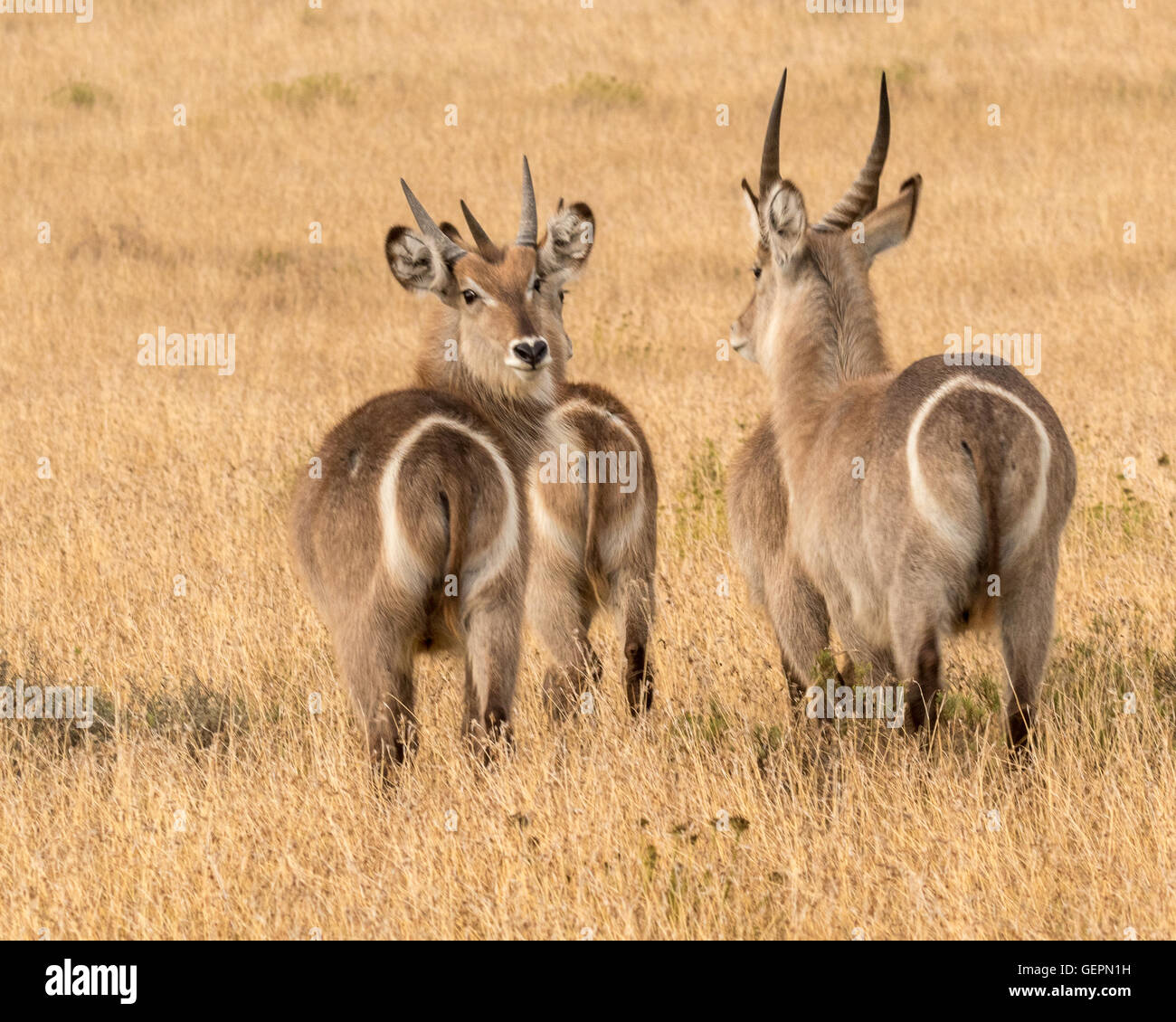 Bottoms Up!  A Herd Of Waterbucks (Kobus ellipsiprymnus) Grazing In The Savanna Stock Photo