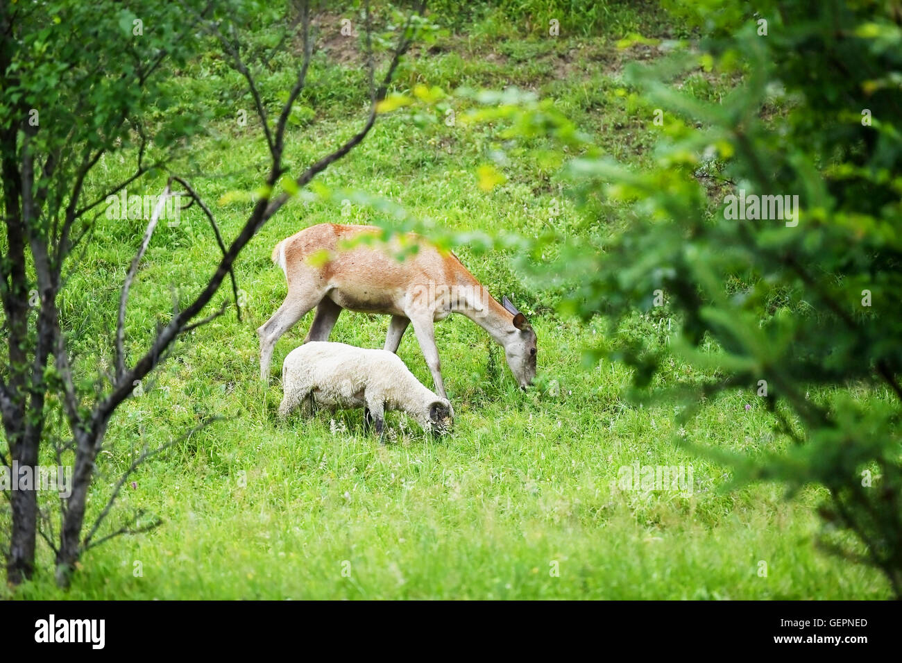 A deer graze next to sheep on a meadow Stock Photo