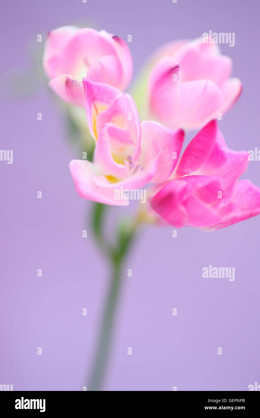 gentle pink freesia stem as sweet as its fragrance Jane Ann Butler Photography JABP1471 Stock Photo