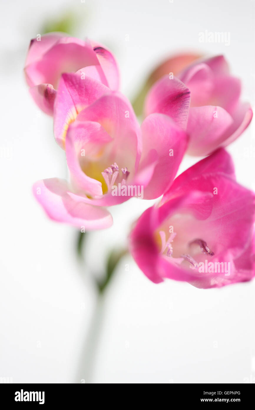 gentle pink freesia stem as sweet as its fragrance Jane Ann Butler Photography JABP1474 Stock Photo