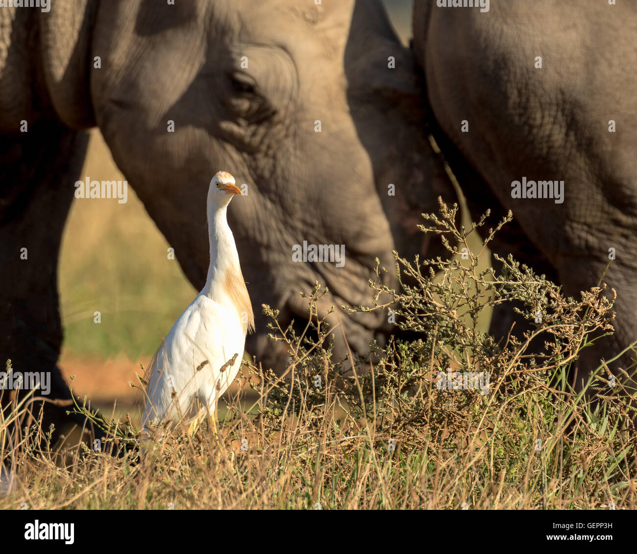 Cattle Egret (Bubulcus ibis) Accompanying Rhinos Stock Photo