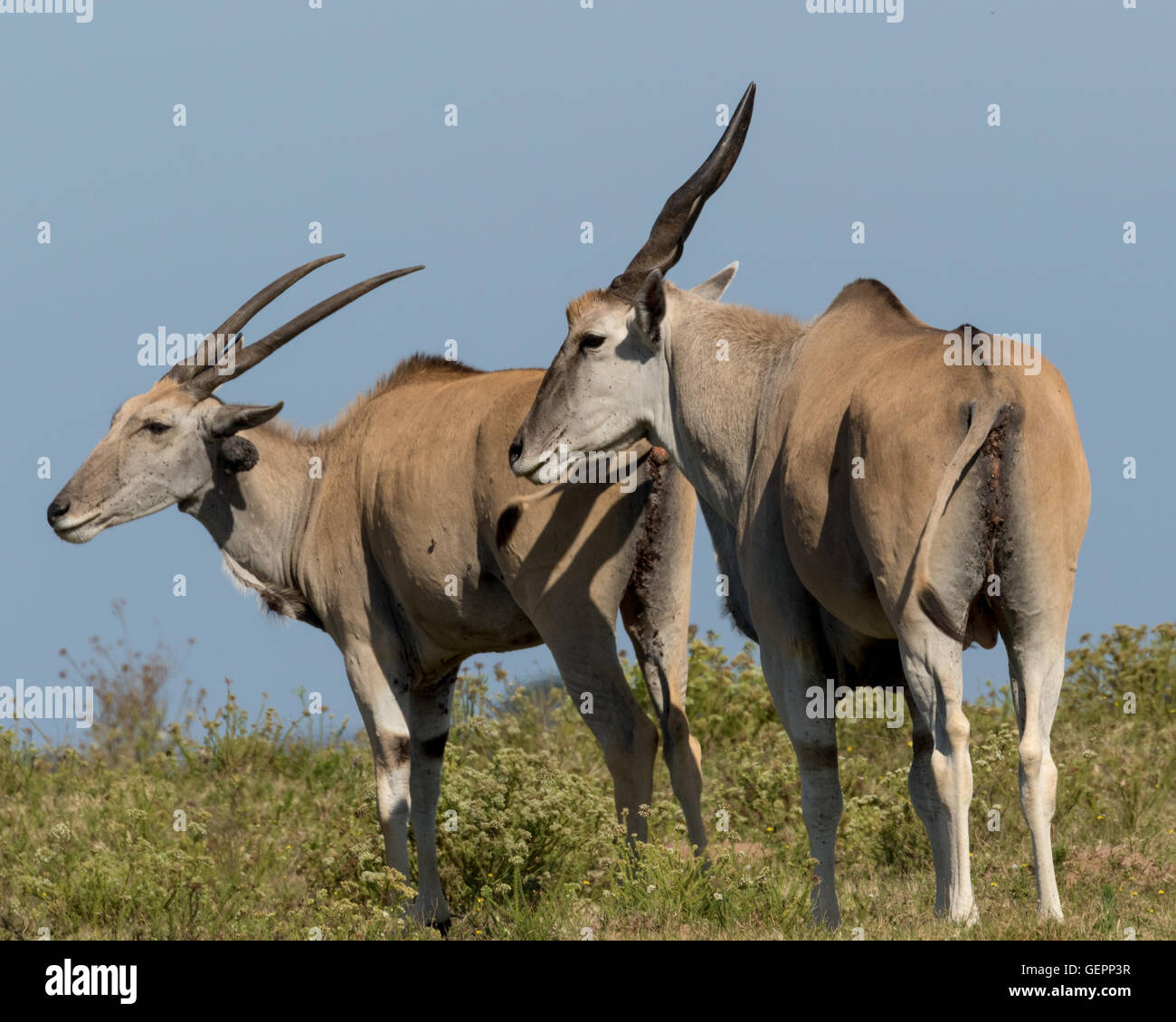 Common Eland (Taurotragus oryx) Plagued With Ticks Stock Photo