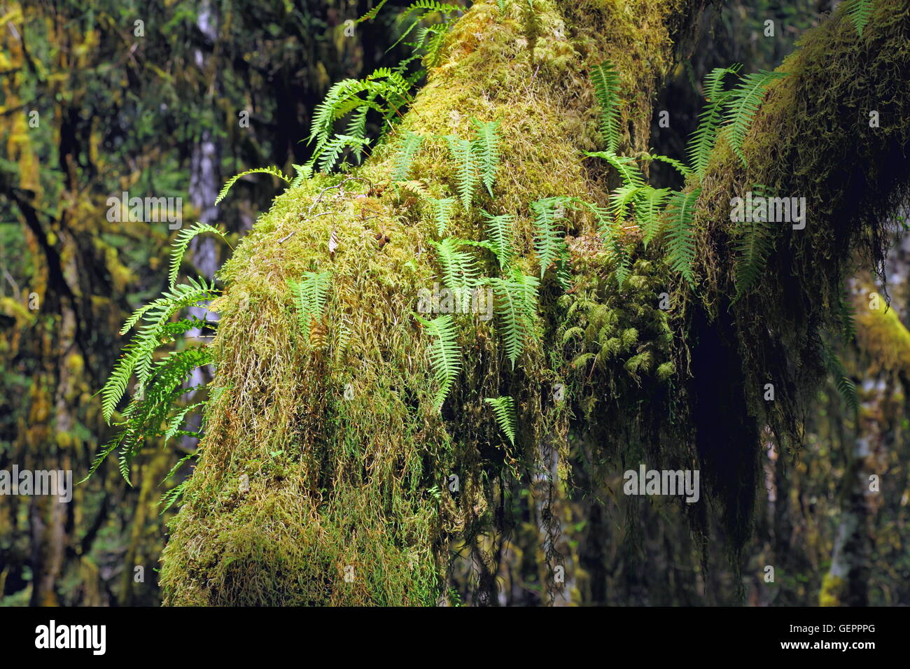 olympic national park hoh rainforest