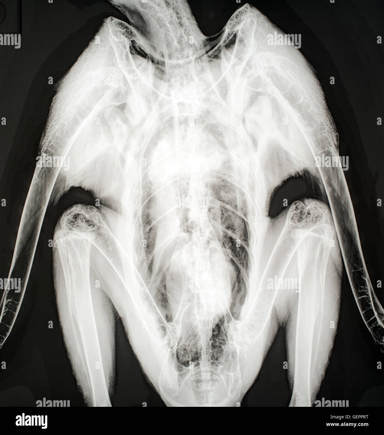 Xray image of a bird Stock Photo Alamy