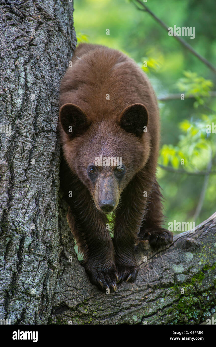 Bees predators hires stock photography and images Alamy