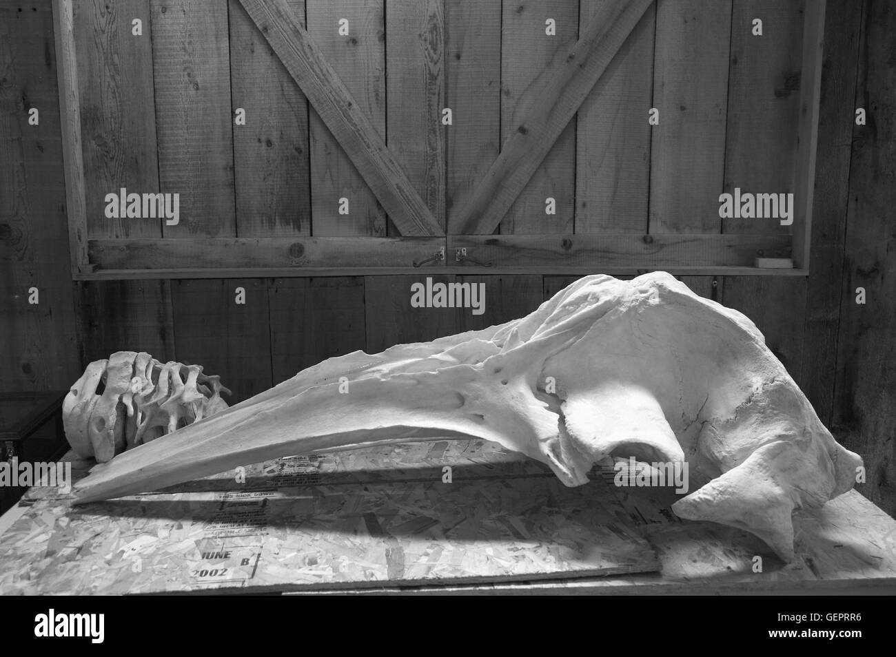 Whale fish bone hires stock photography and images Alamy