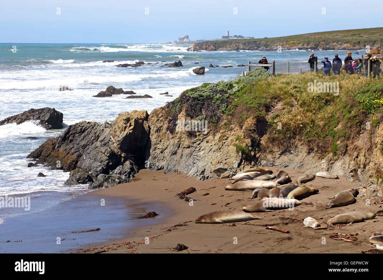 geography / travel, USA, California, elephant seal, San Simeon, Stock Photo