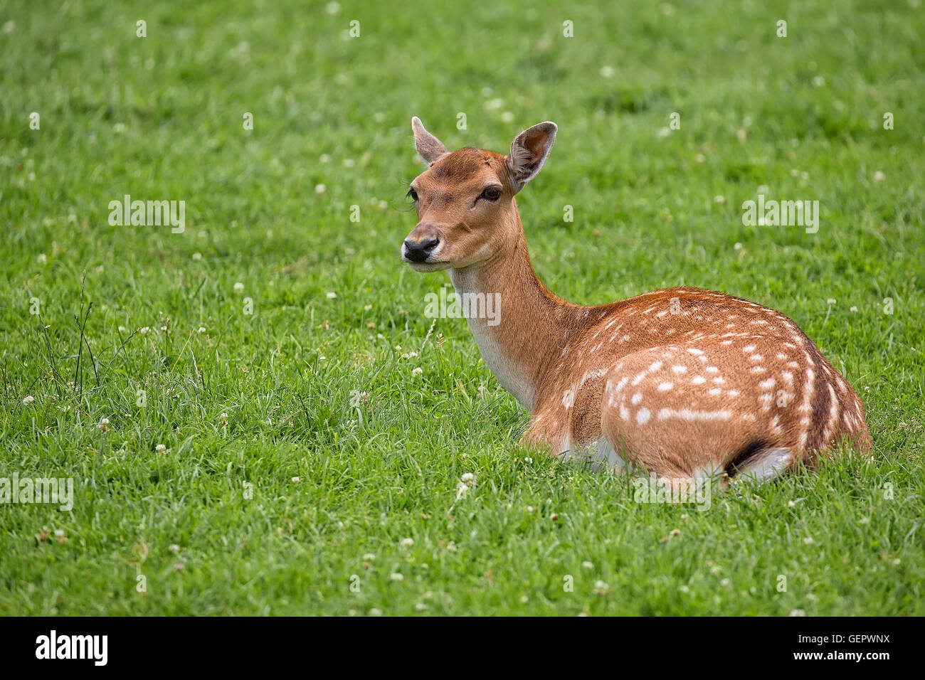 Fallow deer resting in a clearing Stock Photo