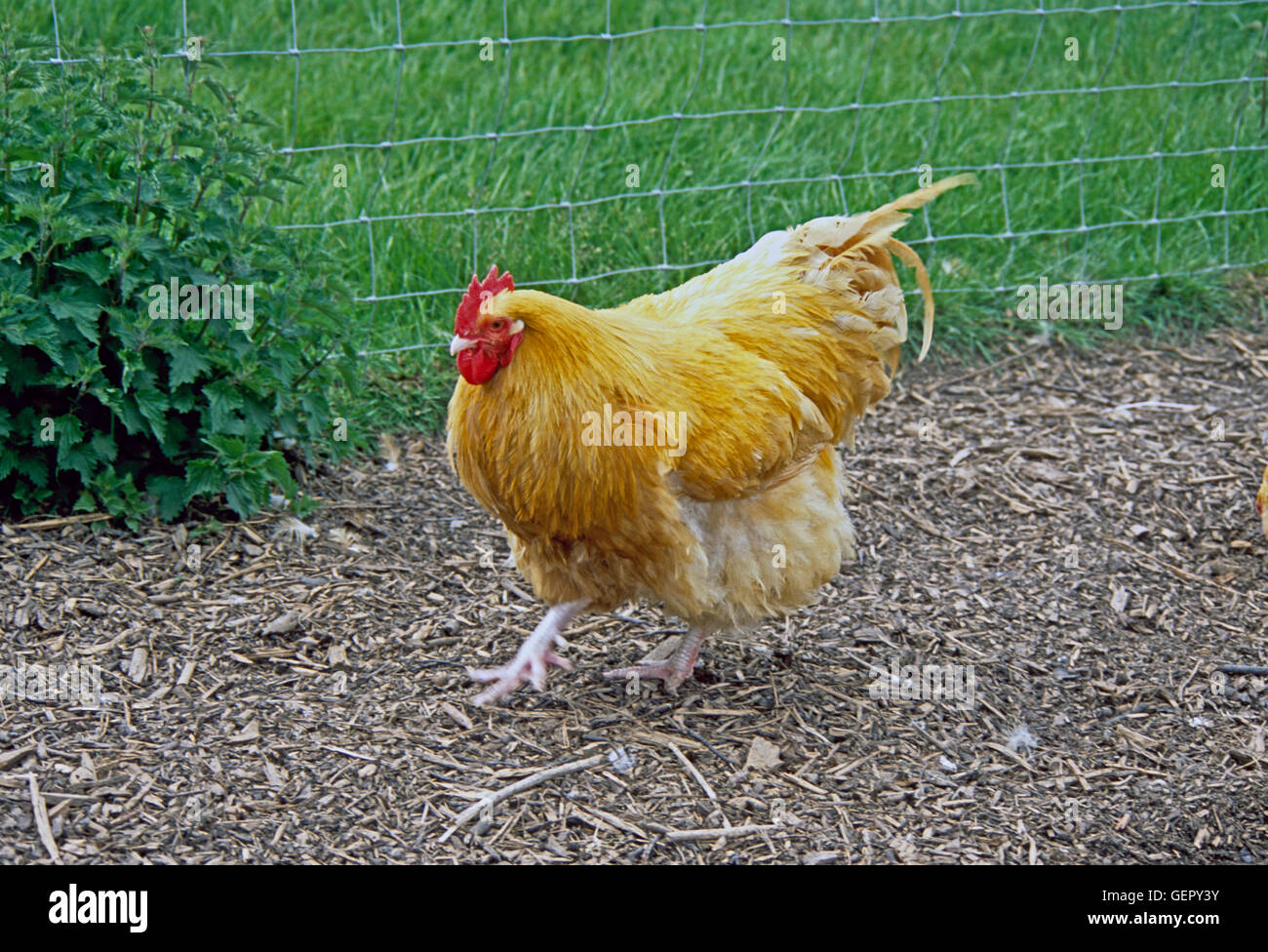 Buff Orpington Chicken Stock Photo Alamy