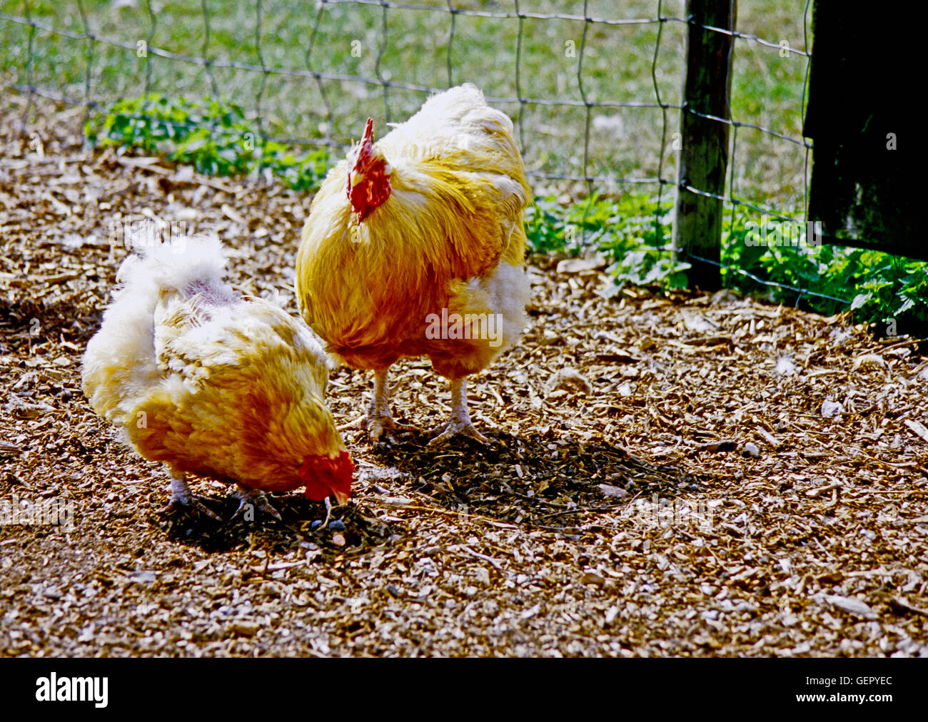 Buff Orpington Chicken Stock Photo