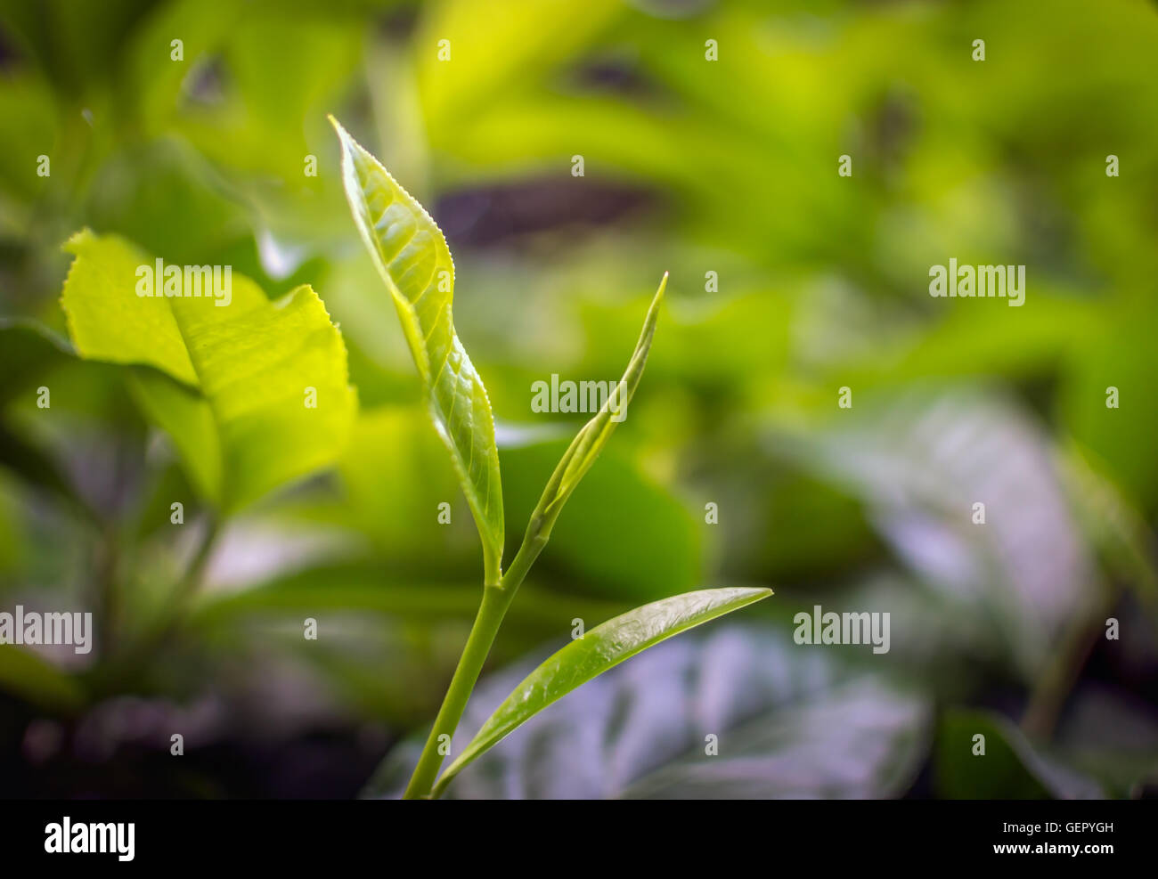 Young green leaves & leaf bud of the tea tree on plantation in Nuwara