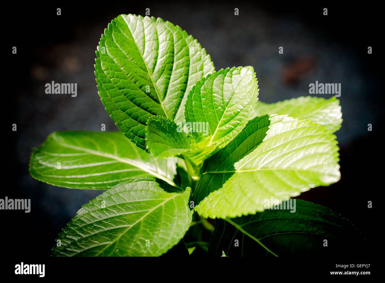 Green plant on black background Stock Photo Alamy