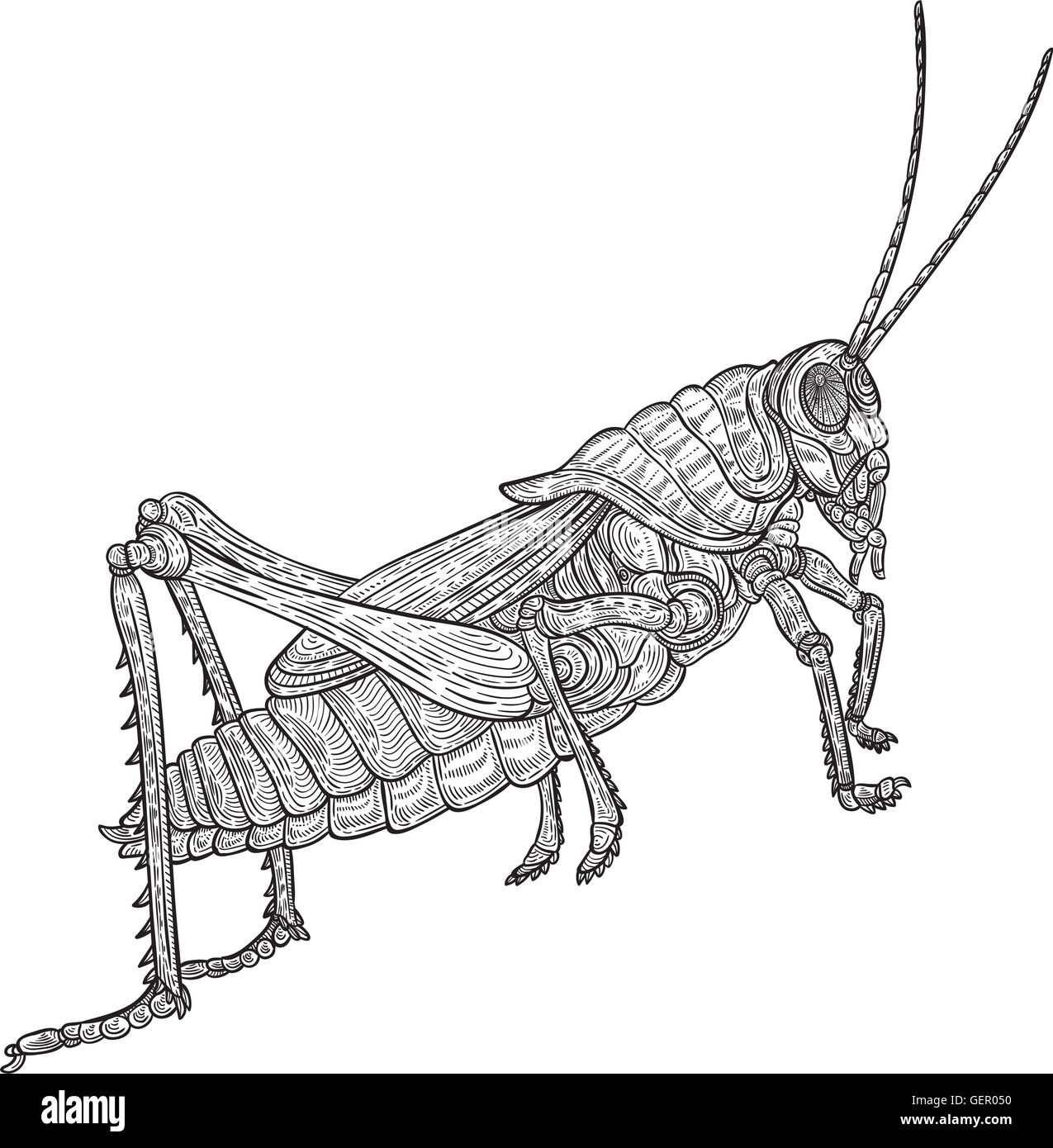 Line Art Grasshopper Stock Vector
