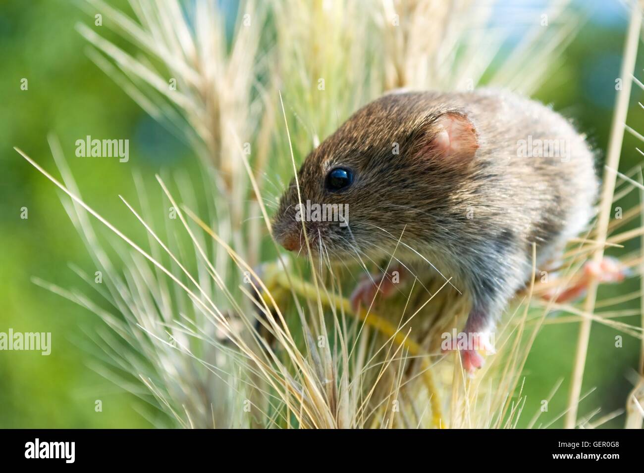 Cute little vole is peaking out of the crop Stock Photo