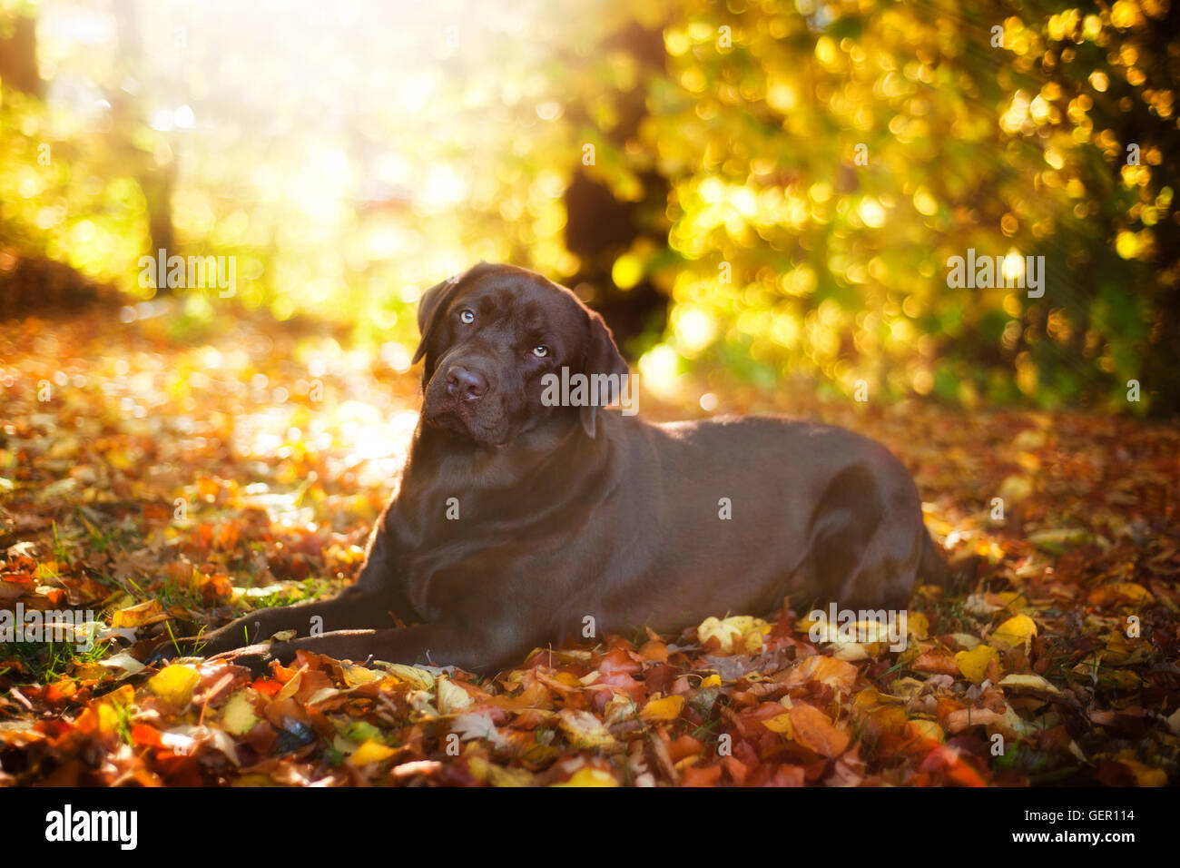 Brown Labrador Retriever lies on a sunny day on the background of autumn leaves Stock Photo