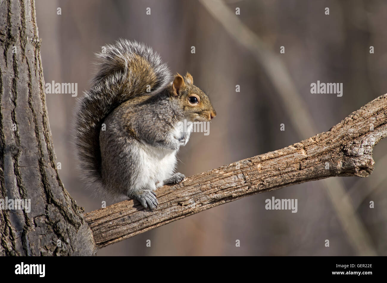 Squirrel on branch. Eastern gray squirrel has predominantly gray fur