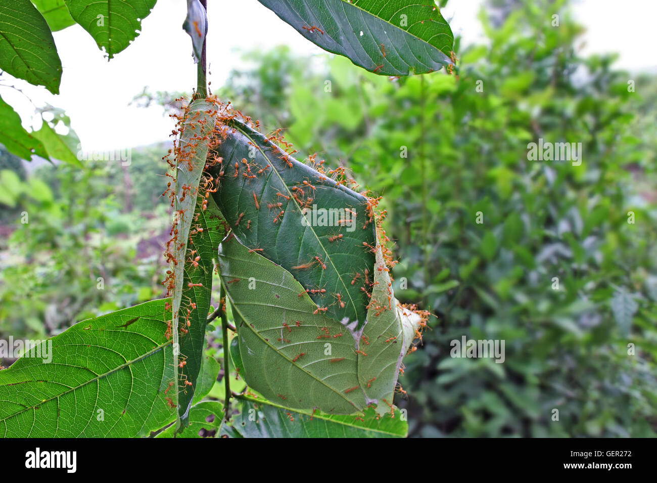 Weaver ants' nest made by sticking together green leaves of tree in