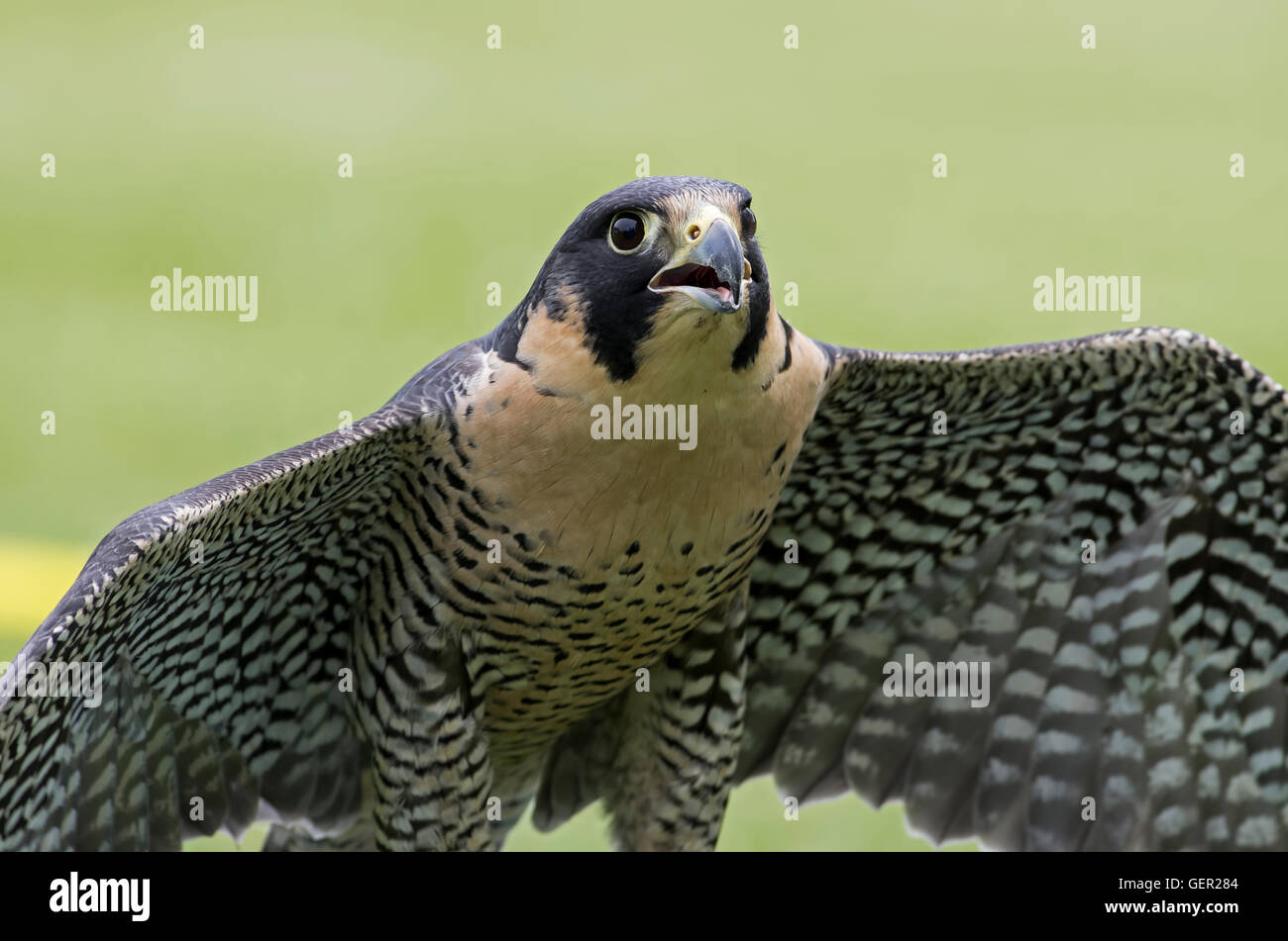 Peregrine Falcon, and historically known as the duck hawk in North