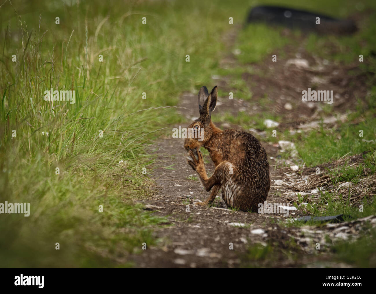 Brown Hare on path, cleaning large feet and wet from bathing in puddle (Lepus europaeus) Stock Photo