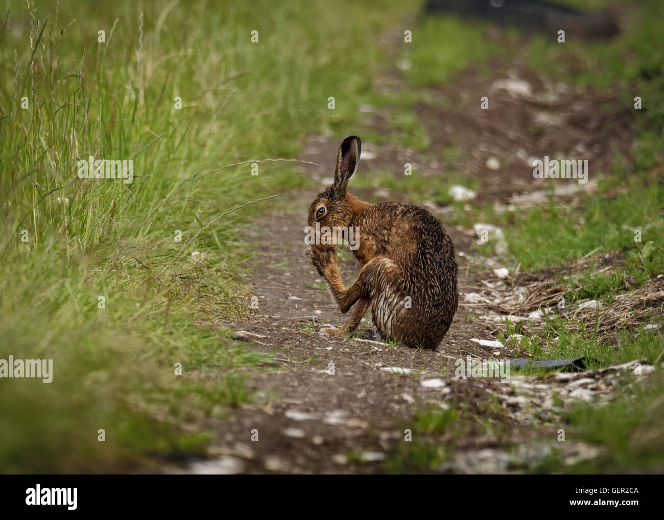 Brown Hare on path, cleaning large feet and wet from bathing in puddle (Lepus europaeus) Stock Photo