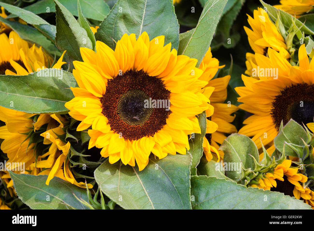 sunflowers closeup sunflower macro, flower background Stock Photo Alamy
