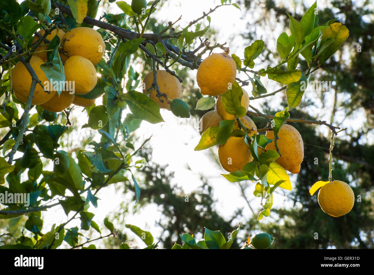 Lemons ripening in the Mediterranean sunshine Stock Photo - Alamy