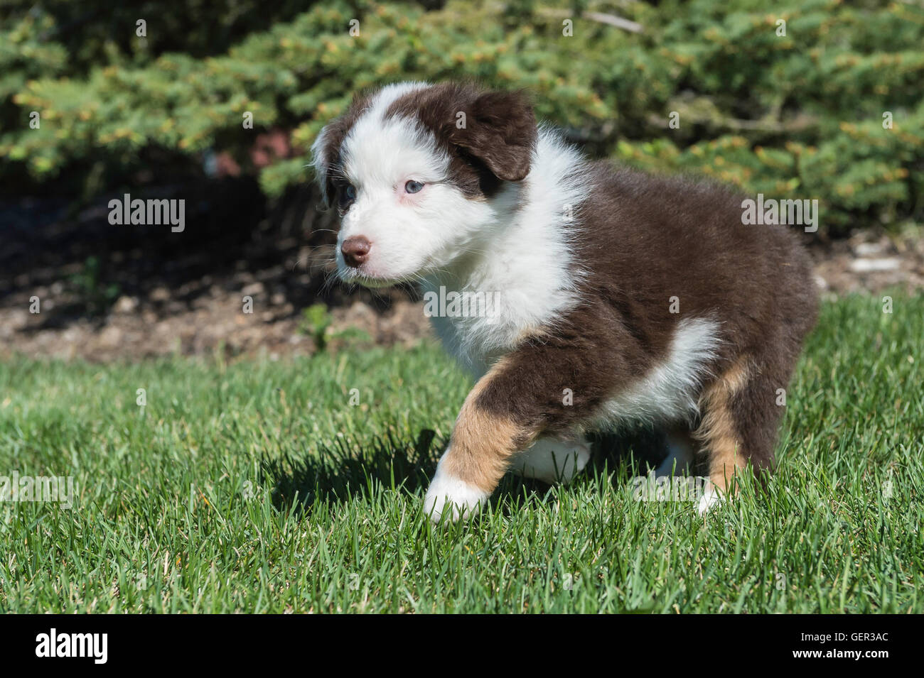 Sevenweekold Red tri Australian shepherd dog, puppy Stock Photo Alamy