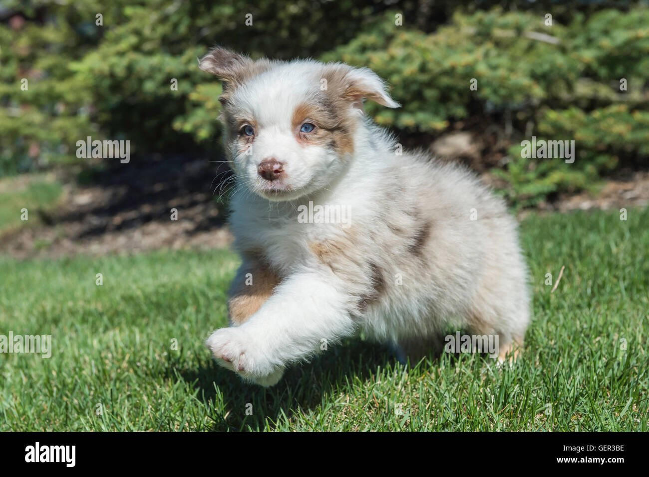 Seven Week Old Red Merle Australian Shepherd Dog Puppy Stock Photo Alamy