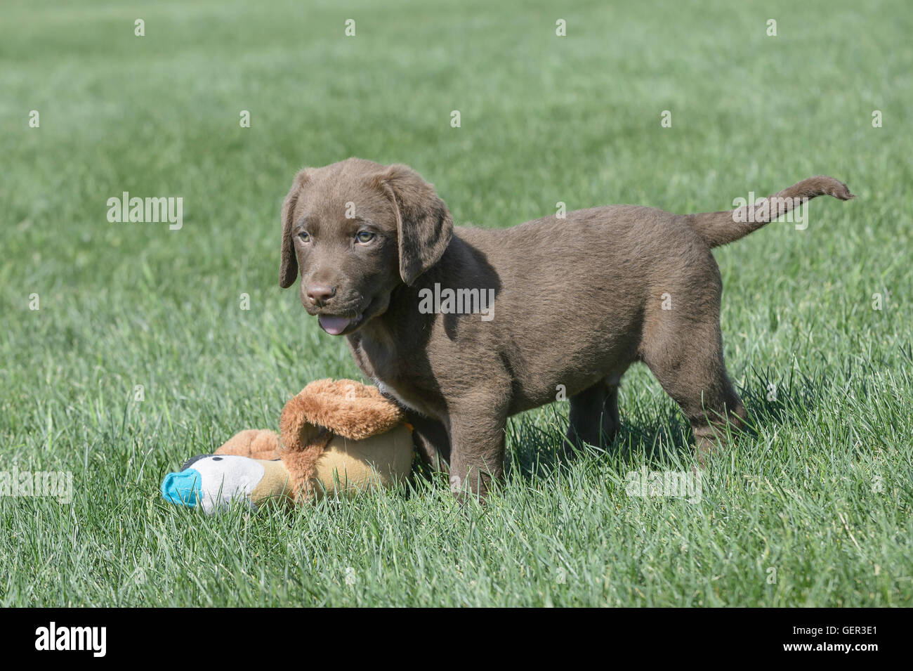 Sevenweekold Chesapeake Bay Retriever puppy, with toy duck Stock Photo Alamy