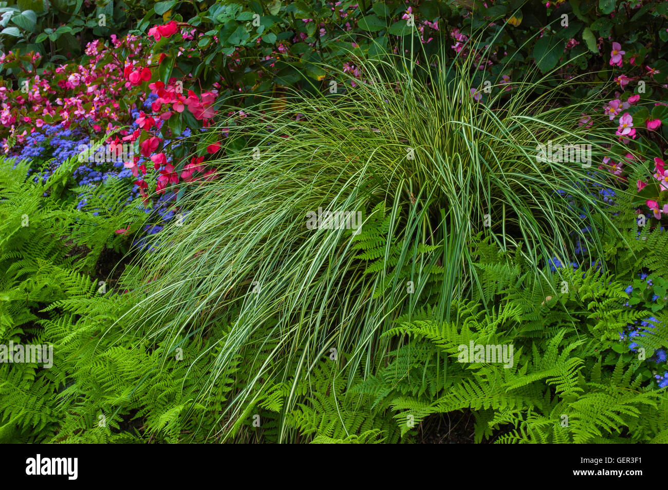 Acorus ferns, and begonias, in Shade garden Stock Photo