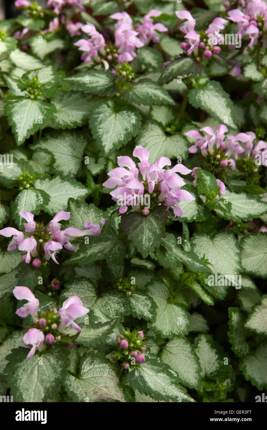 Lamium maculatum 'Pink Pewter' Stock Photo