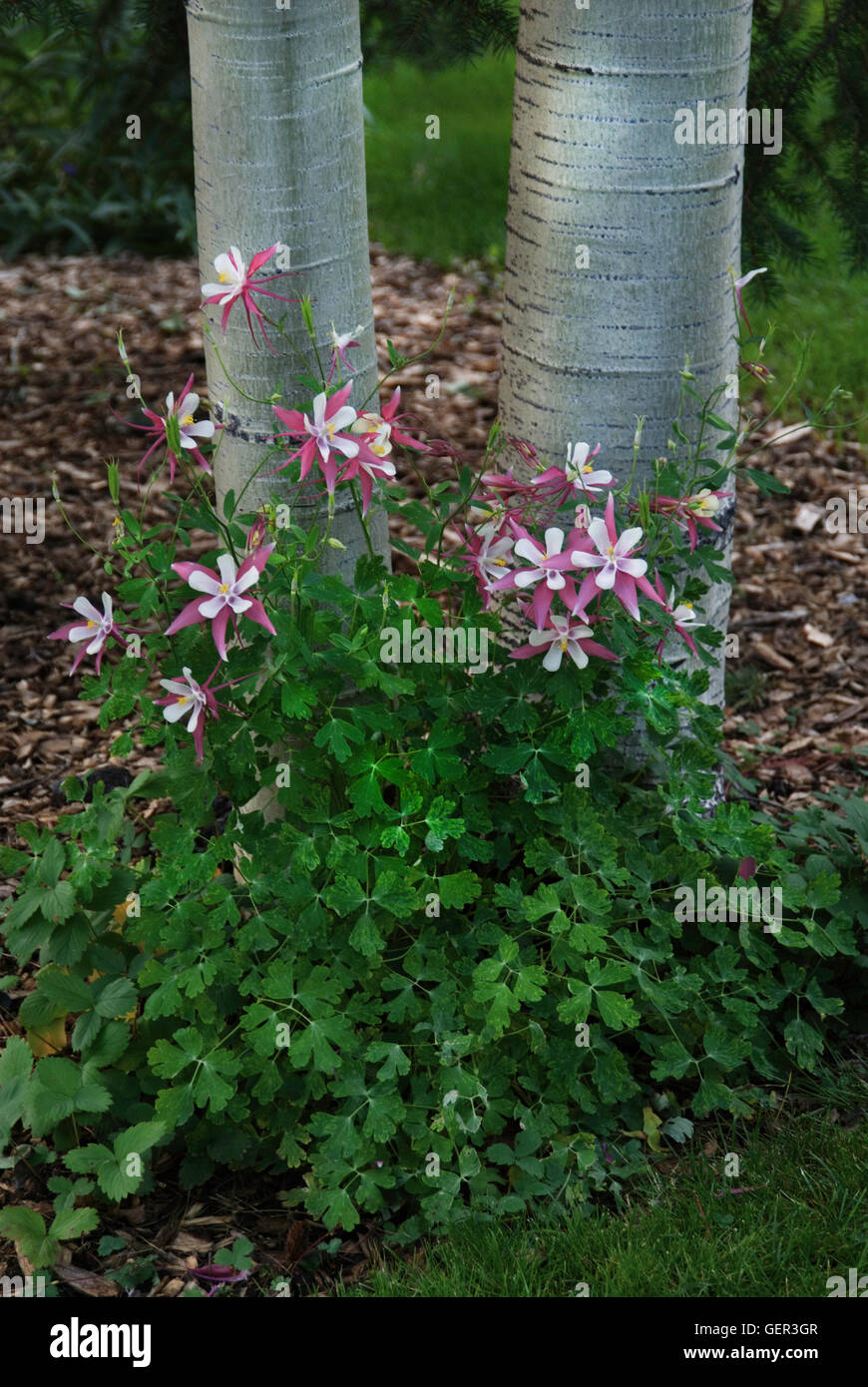 Pink and White Aquilegia, columbine next to Aspen tree Stock Photo