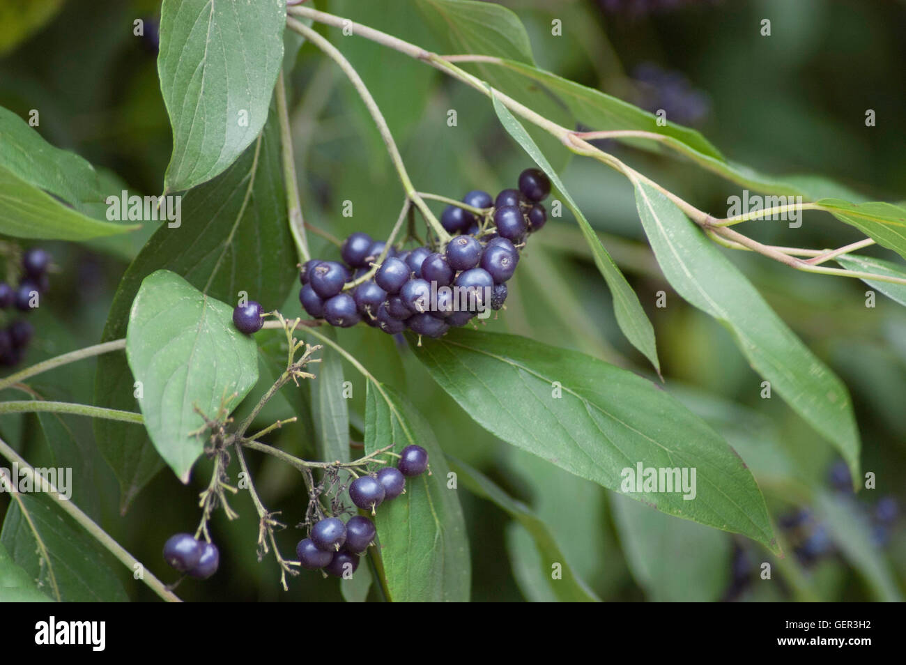 Cornus sanguinea fruit Stock Photo - Alamy