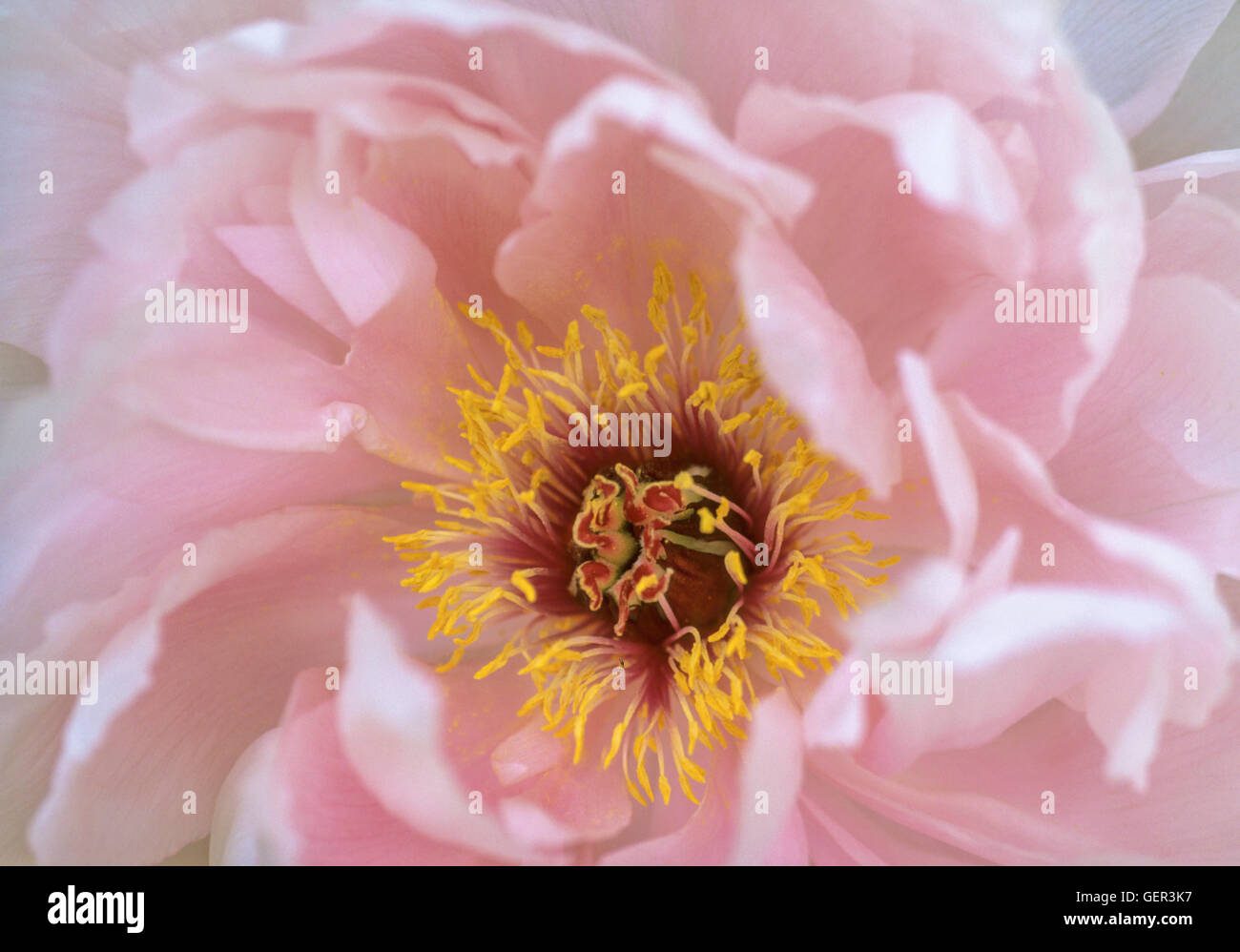 Peony suffruiticosa, pink, close up , stamens Stock Photo
