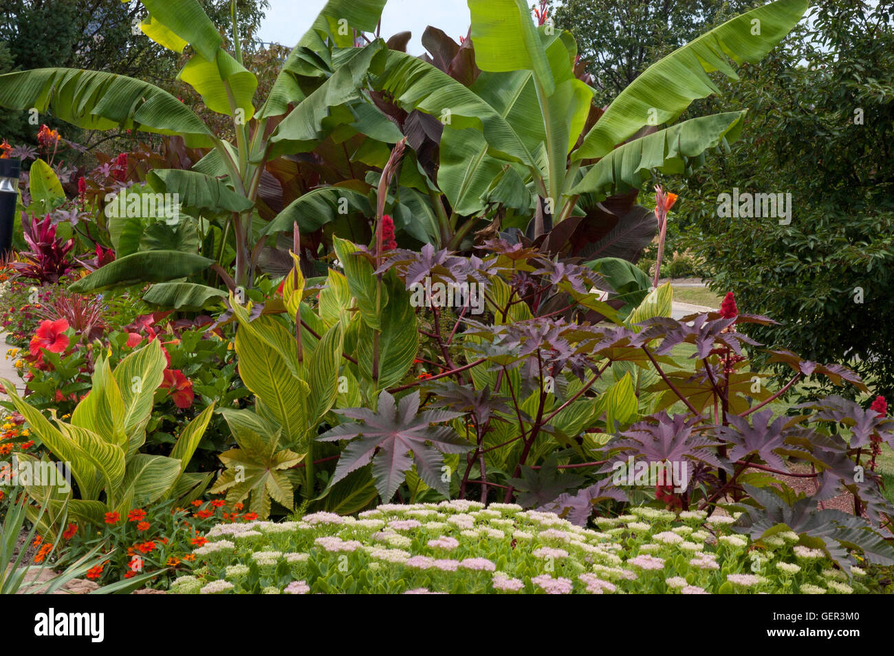 Musa garden hi-res stock photography and images - Alamy, image size:1300x954