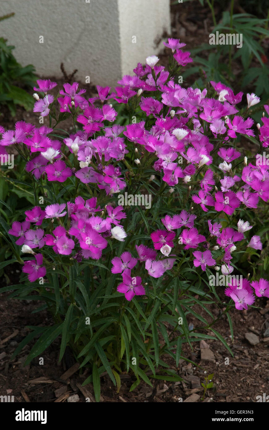 Dianthus plant Stock Photo