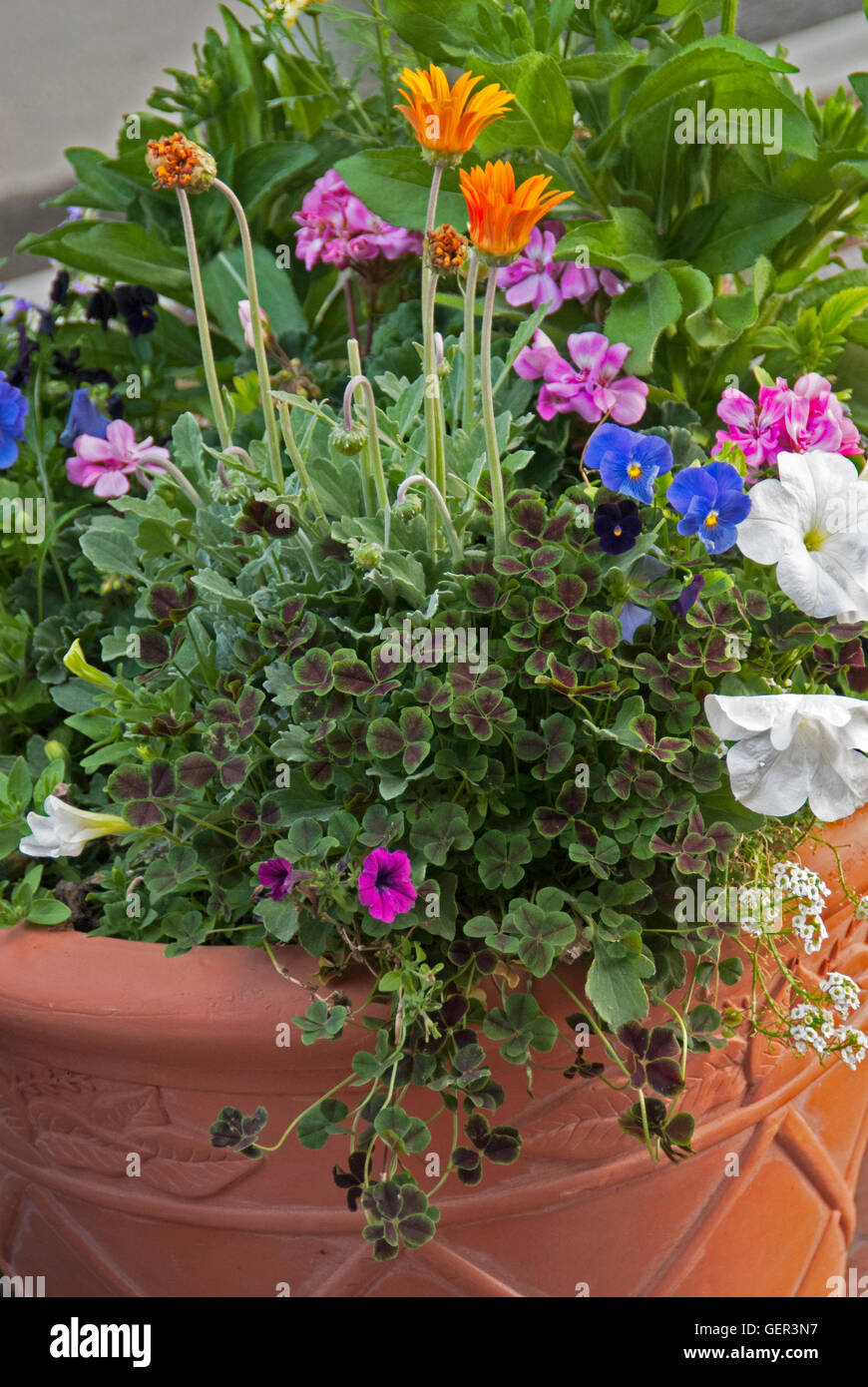 Container with Oxalis, arctotis, geraniuim, mix, combination, Planting, Stock Photo
