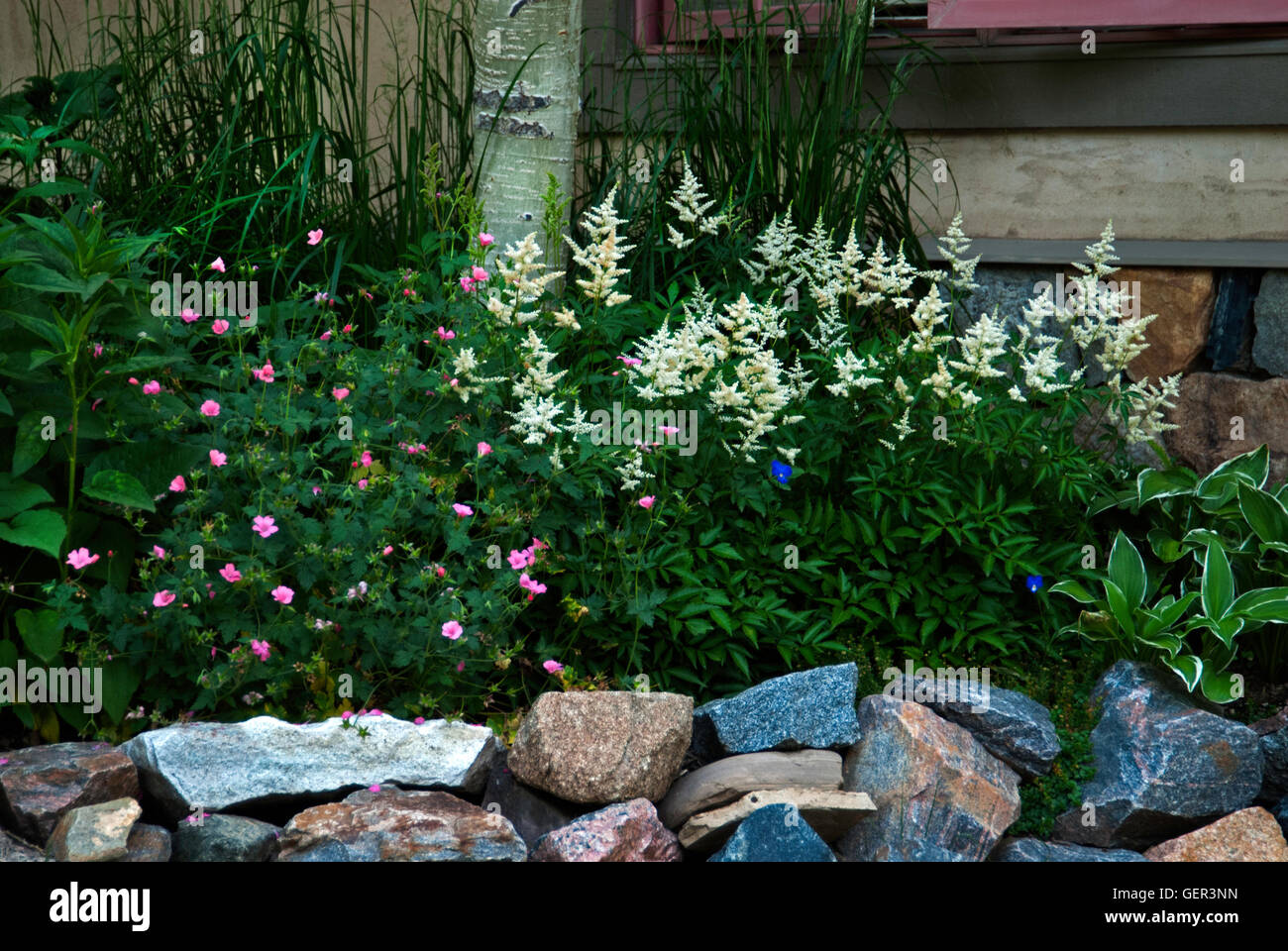 White Astilbe  , geranium in Colorado garden Stock Photo