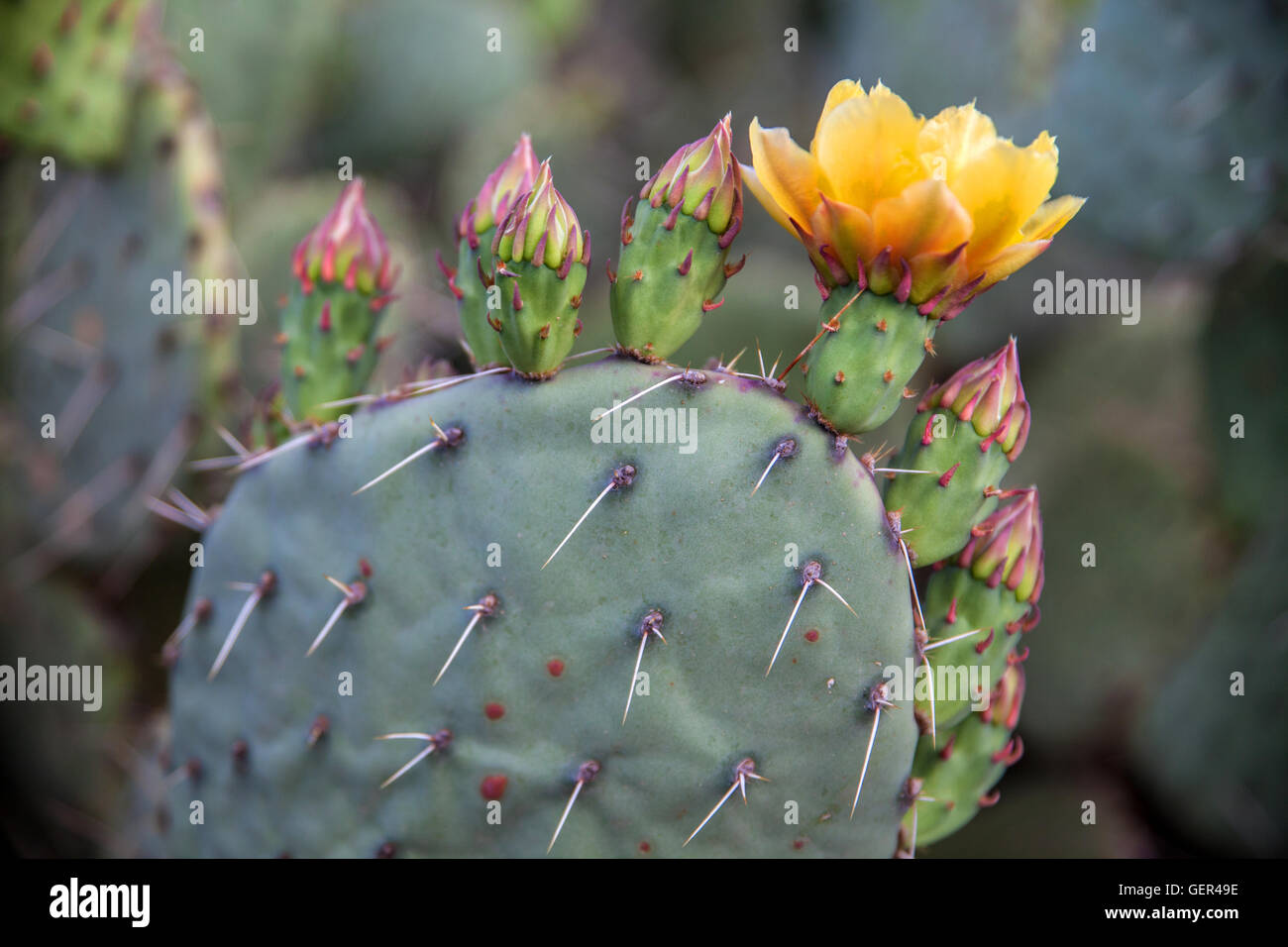 Blooming cactus in the Grand Canyon, USA Stock Photo