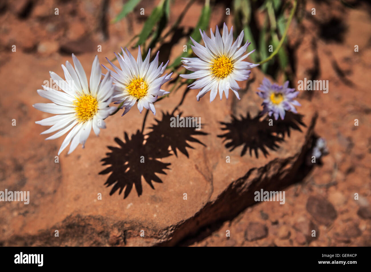 Four daisies and their shadows, Canyonlands, Utah Stock Photo Alamy