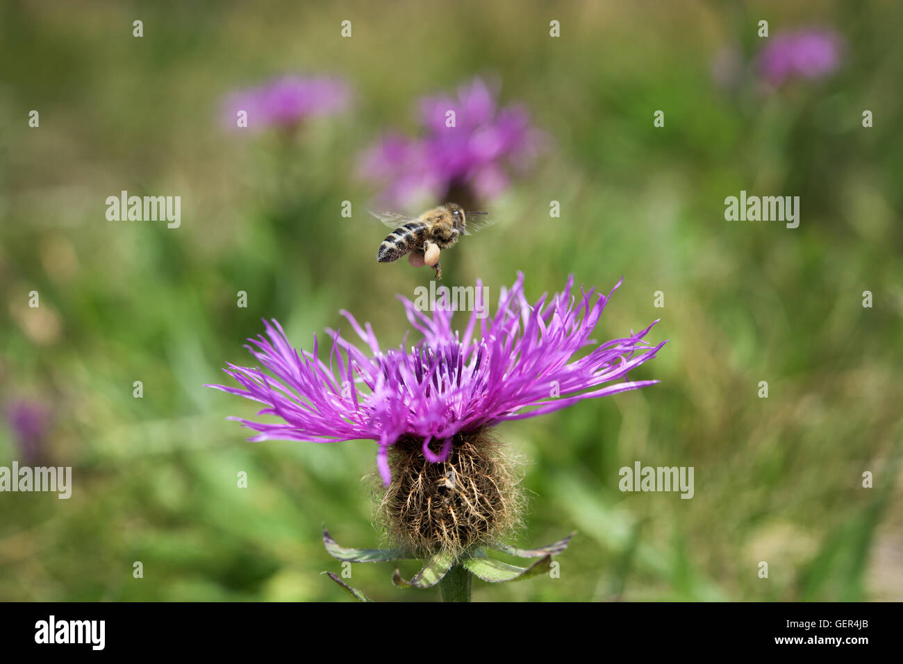 Honey bee flying flower field hi-res stock photography and images - Alamy